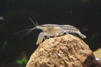 Zwergkrebs Cambarellus diminutus