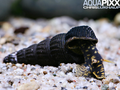 Thylomelania spec. - Yellow big spot