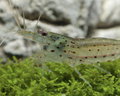 Amanogarnele - Größe "M" -Caridina multidentata