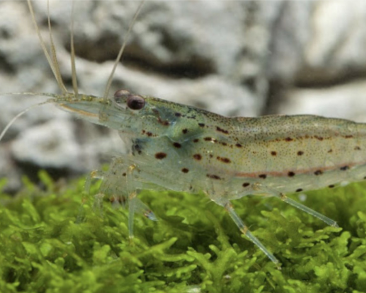 Amanogarnele - Größe "M" -Caridina multidentata