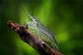 Amanogarnele - Größe XXL - Caridina multidentata