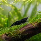 Black Sakura Garnele - Neocaridina davidi