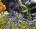 Blauscherengarnele- Macrobrachium peguense