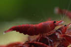 Bloody Mary Garnele - Neocaridina davidi