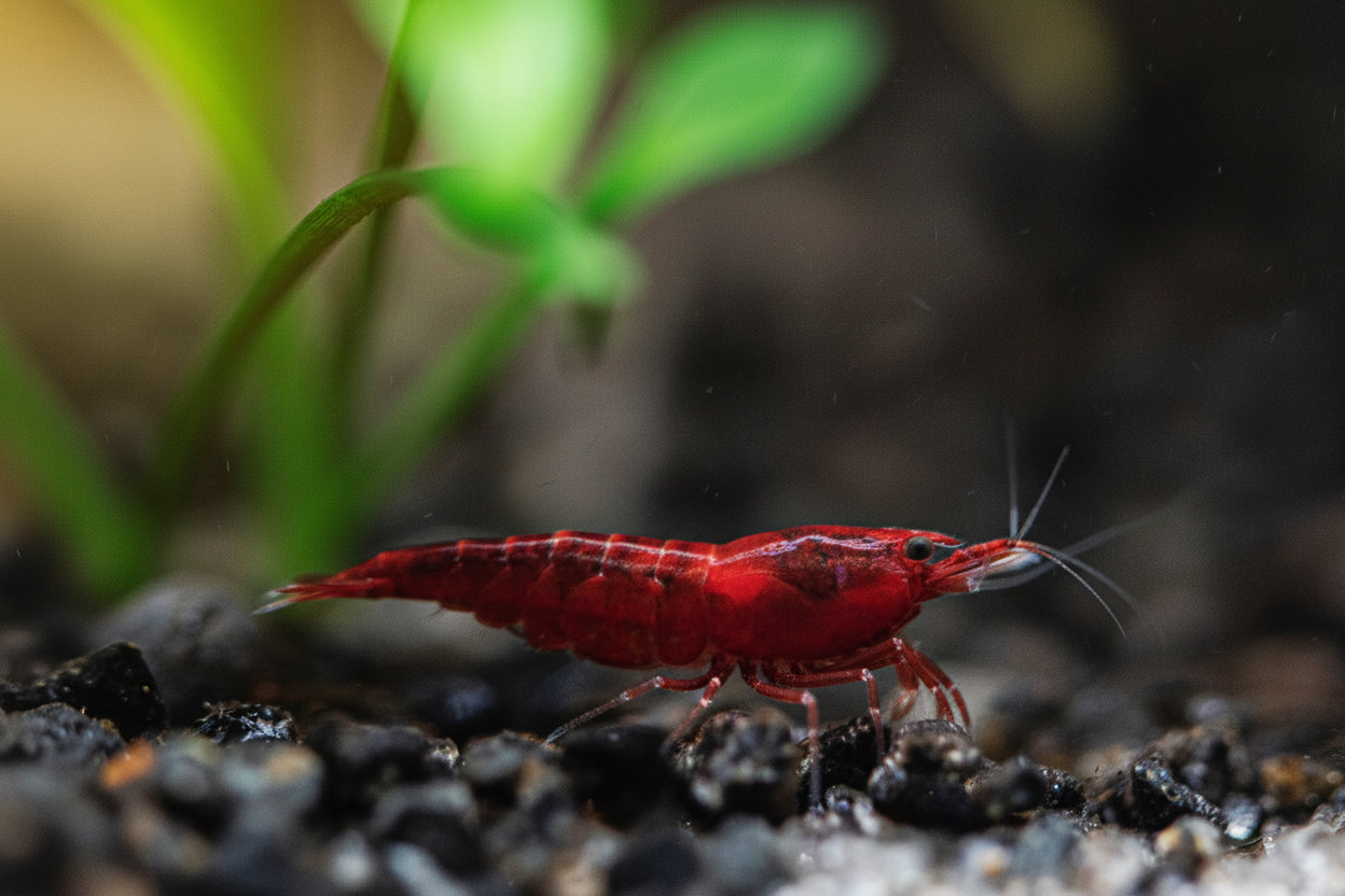 Bloody Mary Garnele - Neocaridina davidi