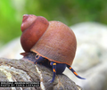 5 Stück - Blue Berry Snail - Notopala sp.