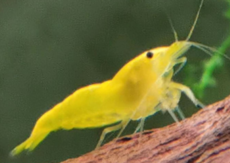 Yellow Fire Garnele - Gelbe Garnele - Neocaridina davidi "Yellow "