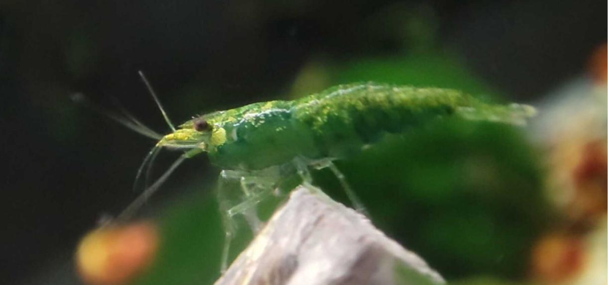 Green Jade Garnele - Neocaridina davidi