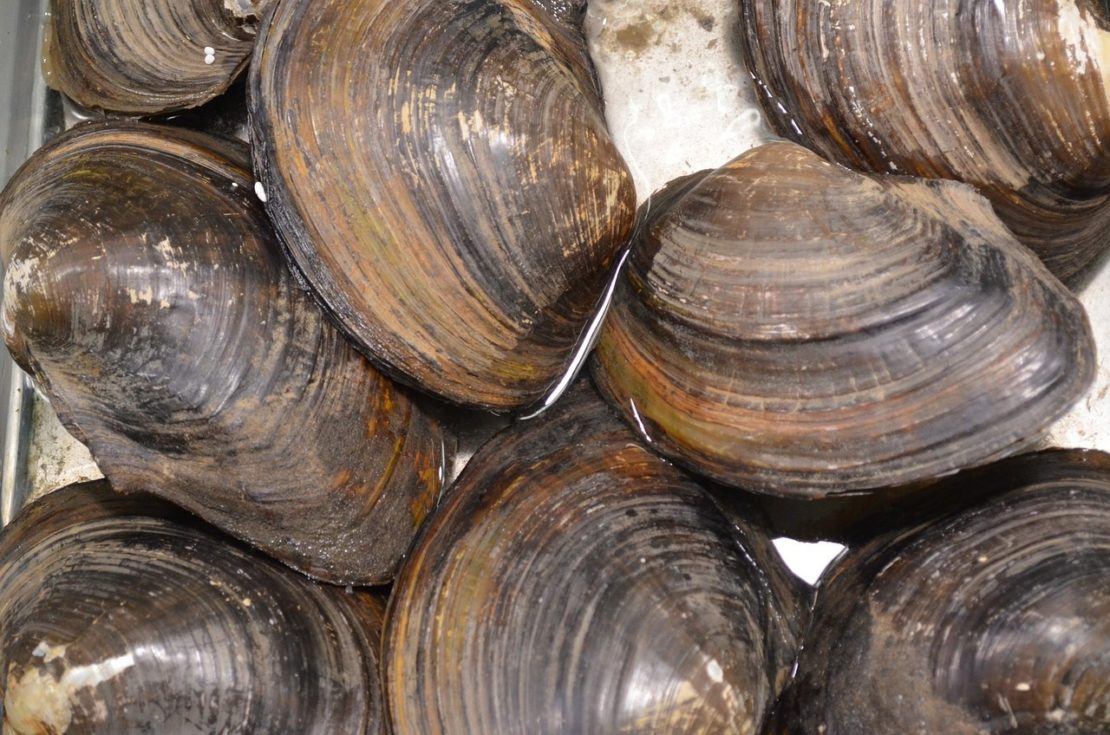 20 XXL Teichmuscheln