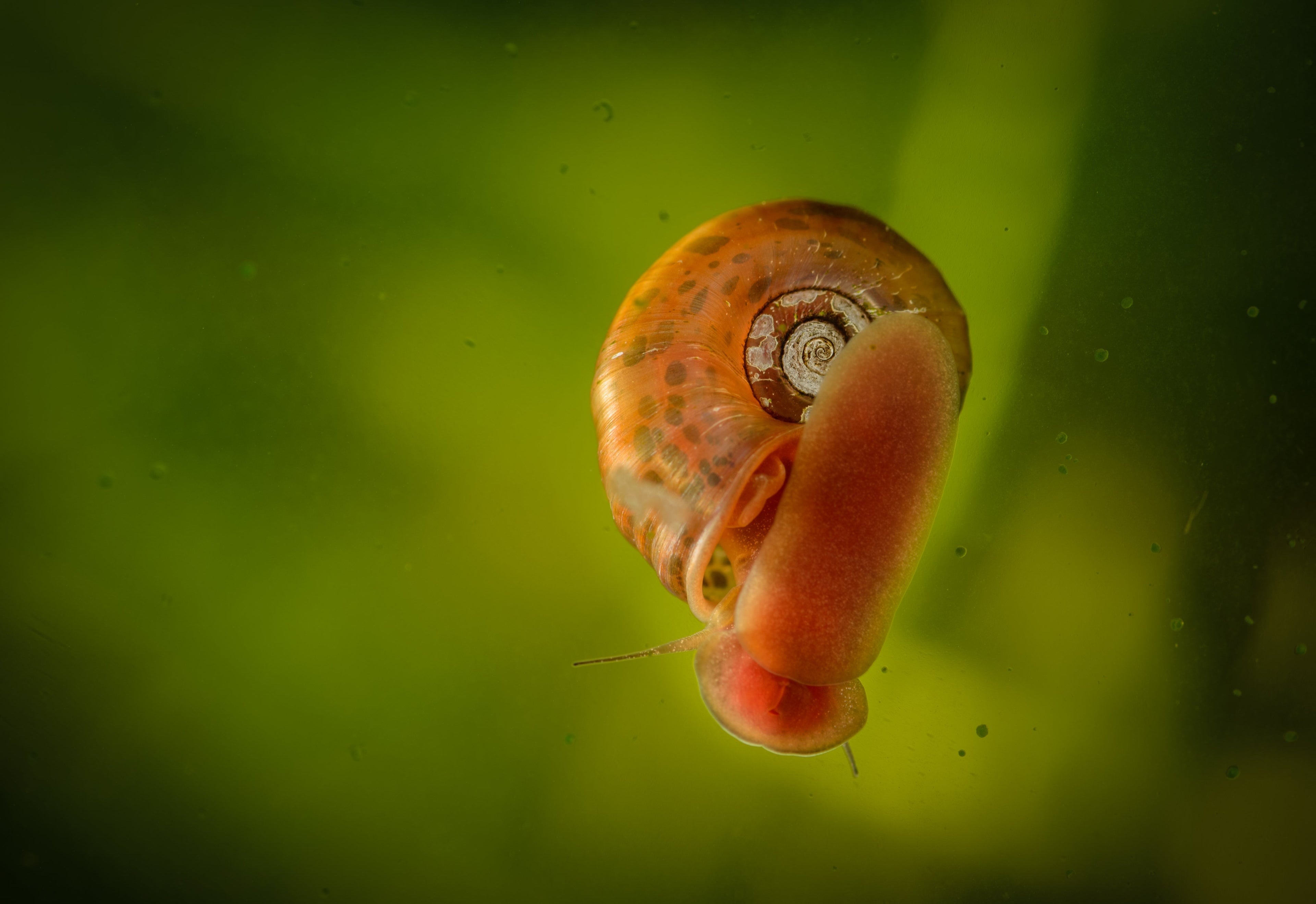 Orange Posthornschnecke - Planorbella/Planorbis sp. (orange)