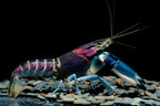 Krebs "Hoa creek" - Cherax pulcher