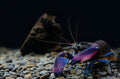 Krebs "Amenthyst blue Flusskrebs" -Cherax sp.