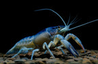 Blauer Floridakrebs - Procambarus alleni