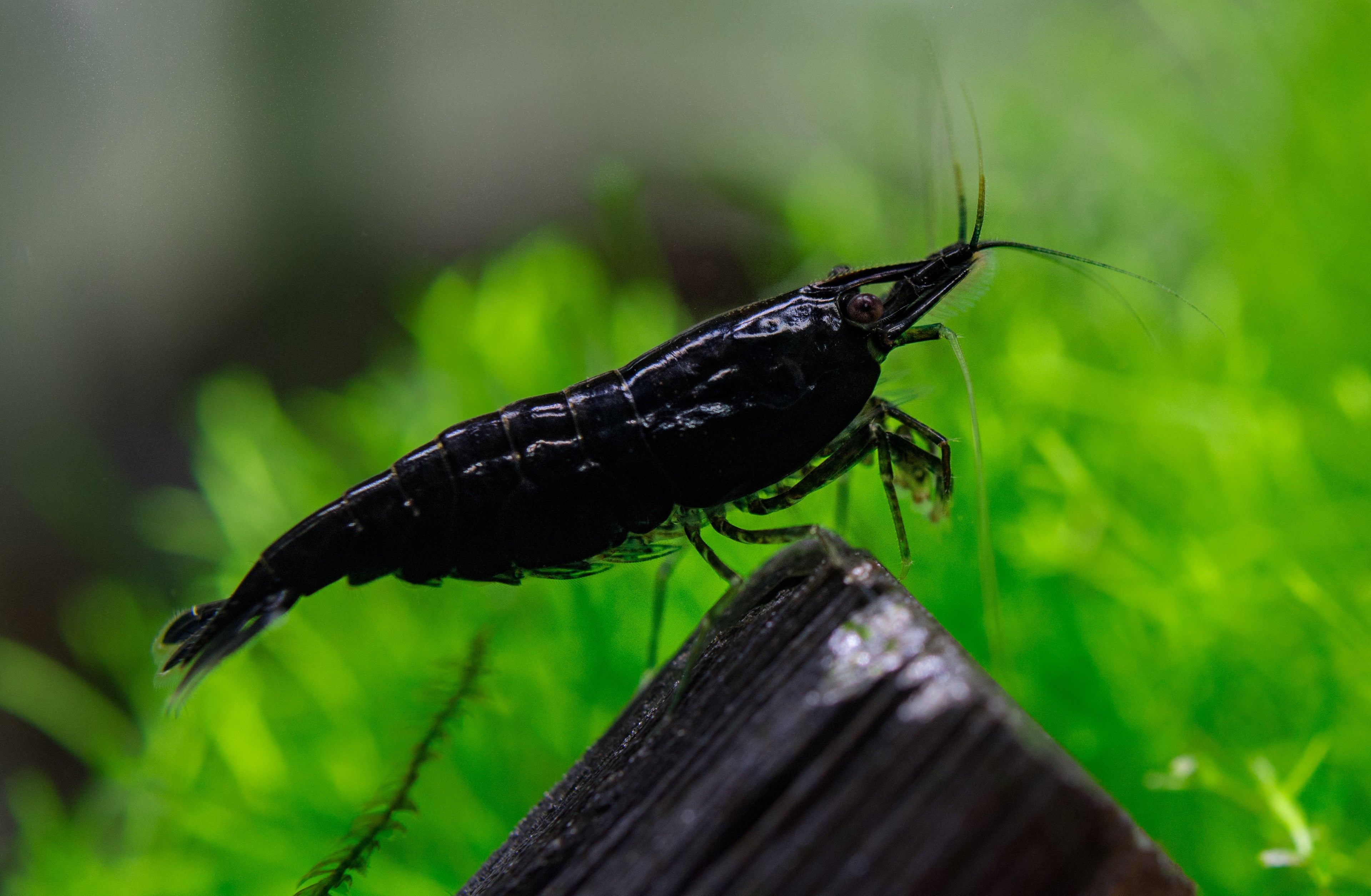 Black Sakura Garnele - Neocaridina davidi