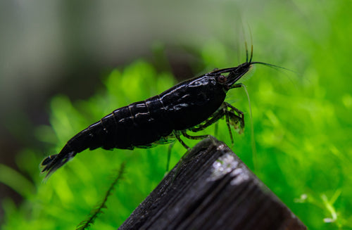 Black Sakura Garnele - Neocaridina davidi