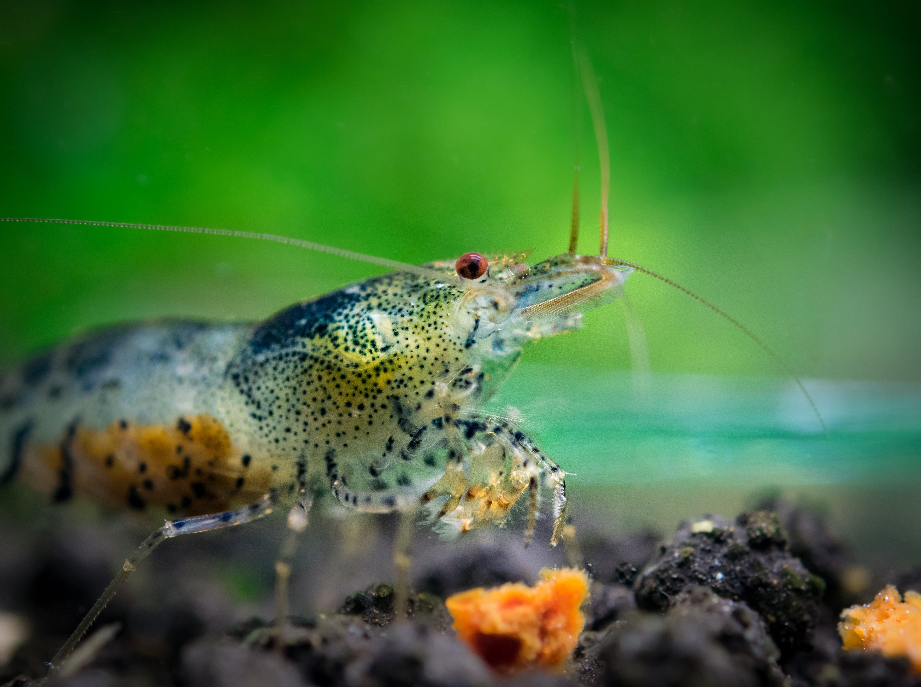 Neocaridina davidi - Zwerggarnele "Black & Blue Zebra"