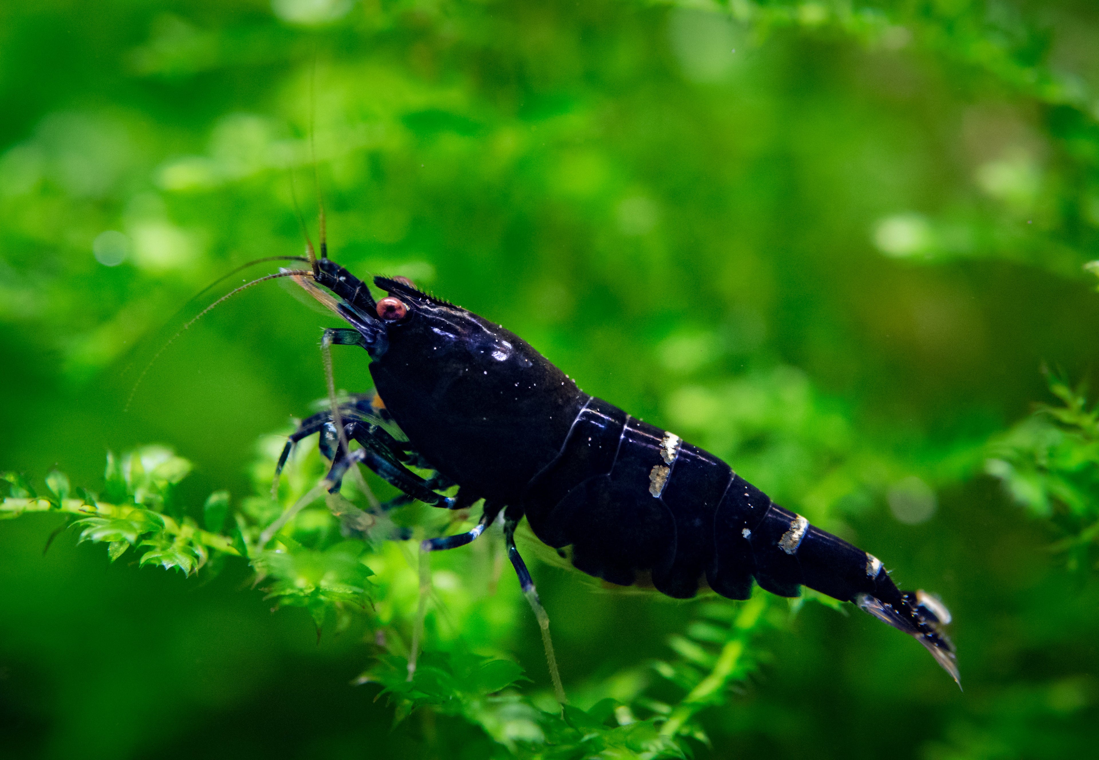 King Kong Garnele - Shadow Garnele - Taiwan Bee - Caridina sp