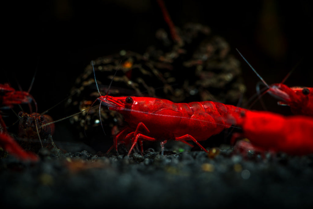 Bloody Mary Garnele - Neocaridina davidi