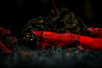 Bloody Mary Garnele - Neocaridina davidi