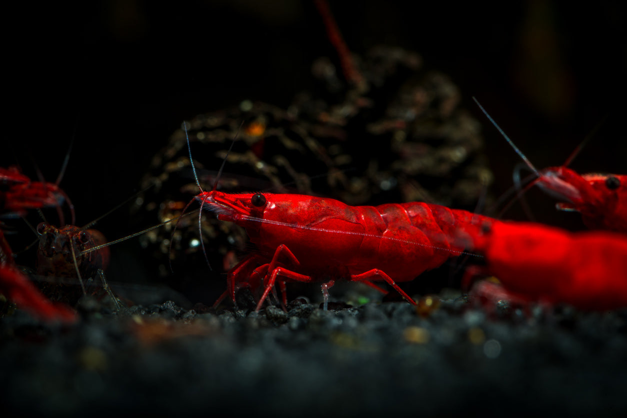 Bloody Mary Garnele - Neocaridina davidi