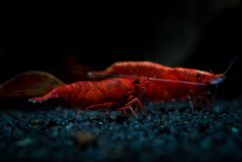 Bloody Mary Garnele - Neocaridina davidi