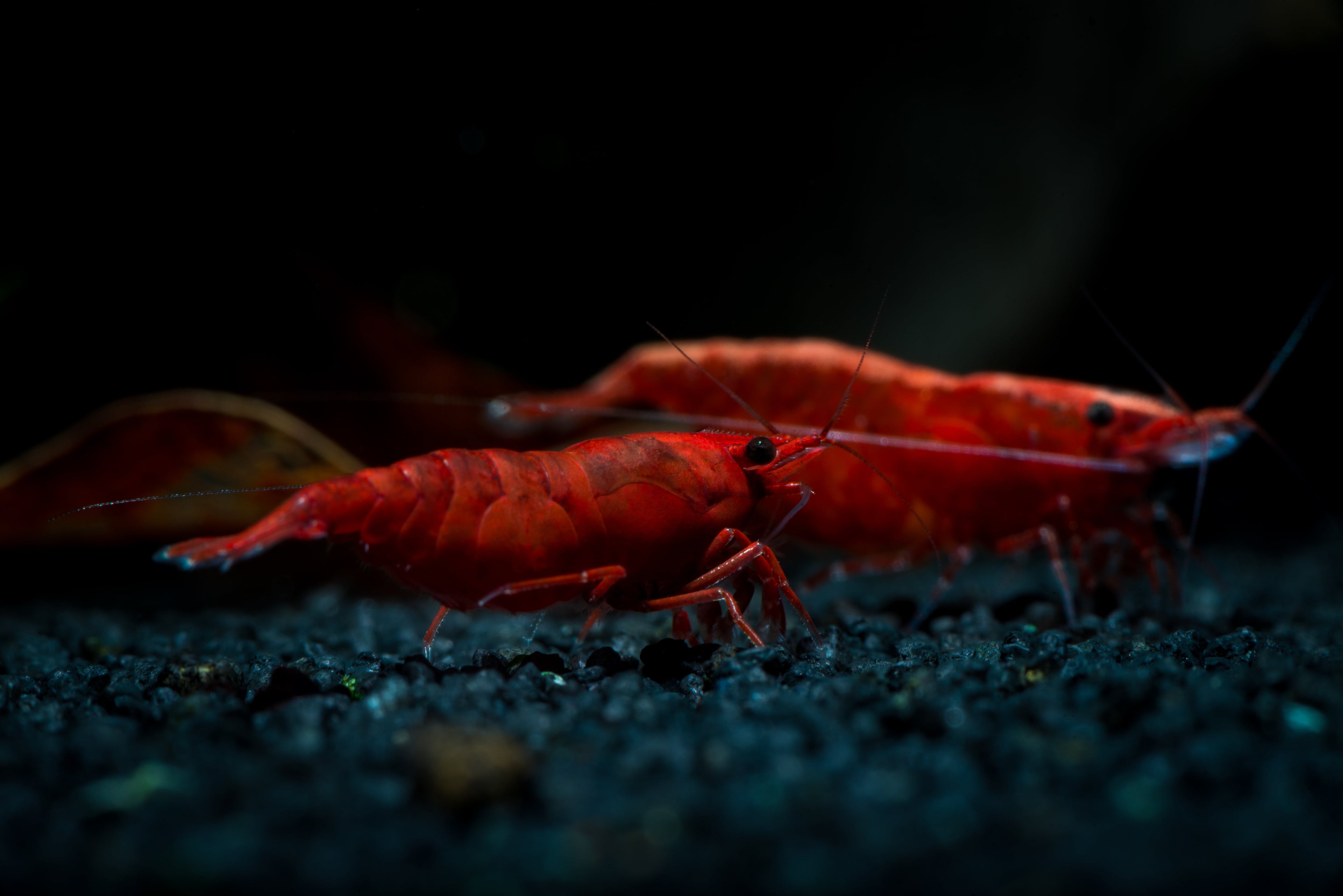 Bloody Mary Garnele - Neocaridina davidi