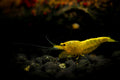 100 Yellow Fire Garnelen - Gelbe Garnelen - Neocaridina davidi "Yellow "