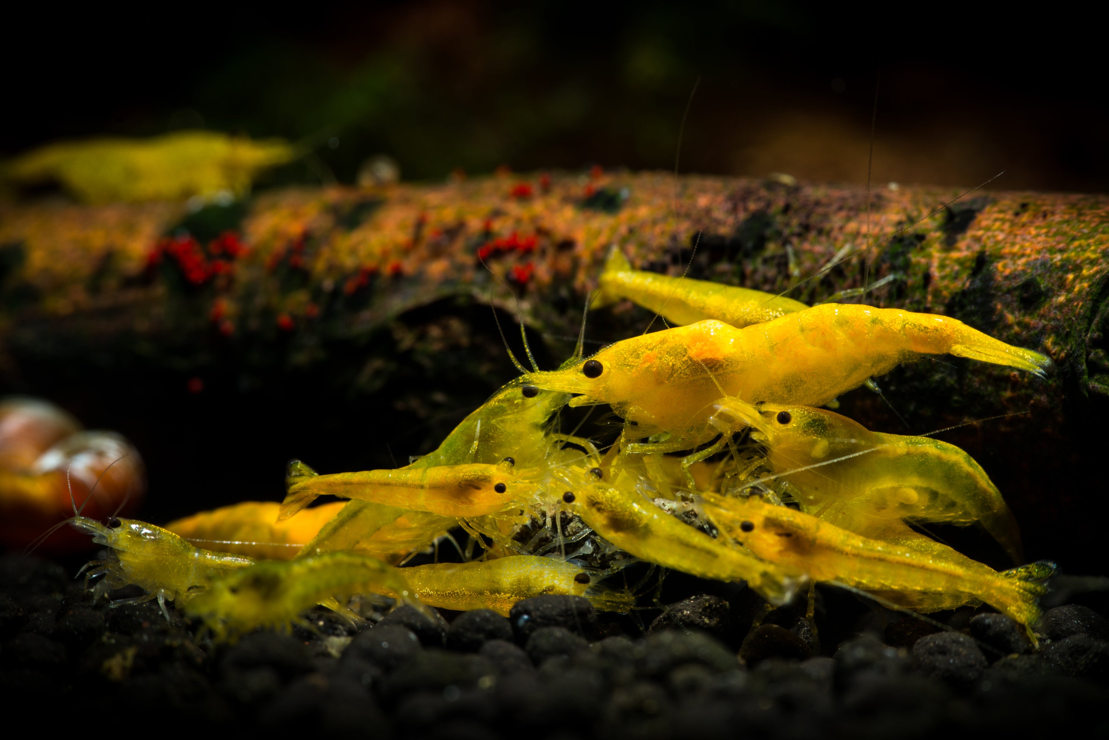 Yellow Fire Garnele - Gelbe Garnele - Neocaridina davidi "Yellow "