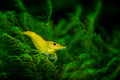 Yellow Fire Garnele - Gelbe Garnele - Neocaridina davidi "Yellow "