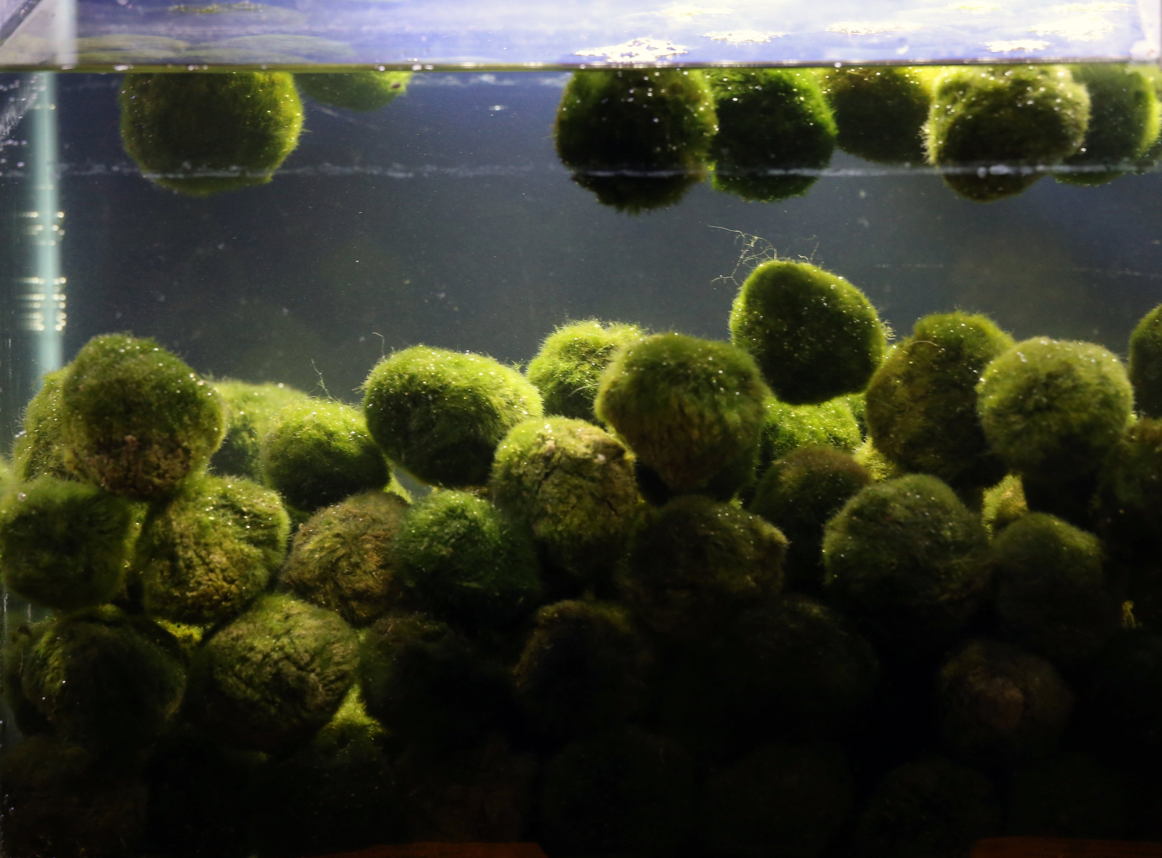 100× Algenbälle / Mooskugeln – Natürlicher Wasserreiniger,  Deko für Aquarien