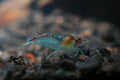 100 Blue Jelly Garnelen - Neocaridina davidi
