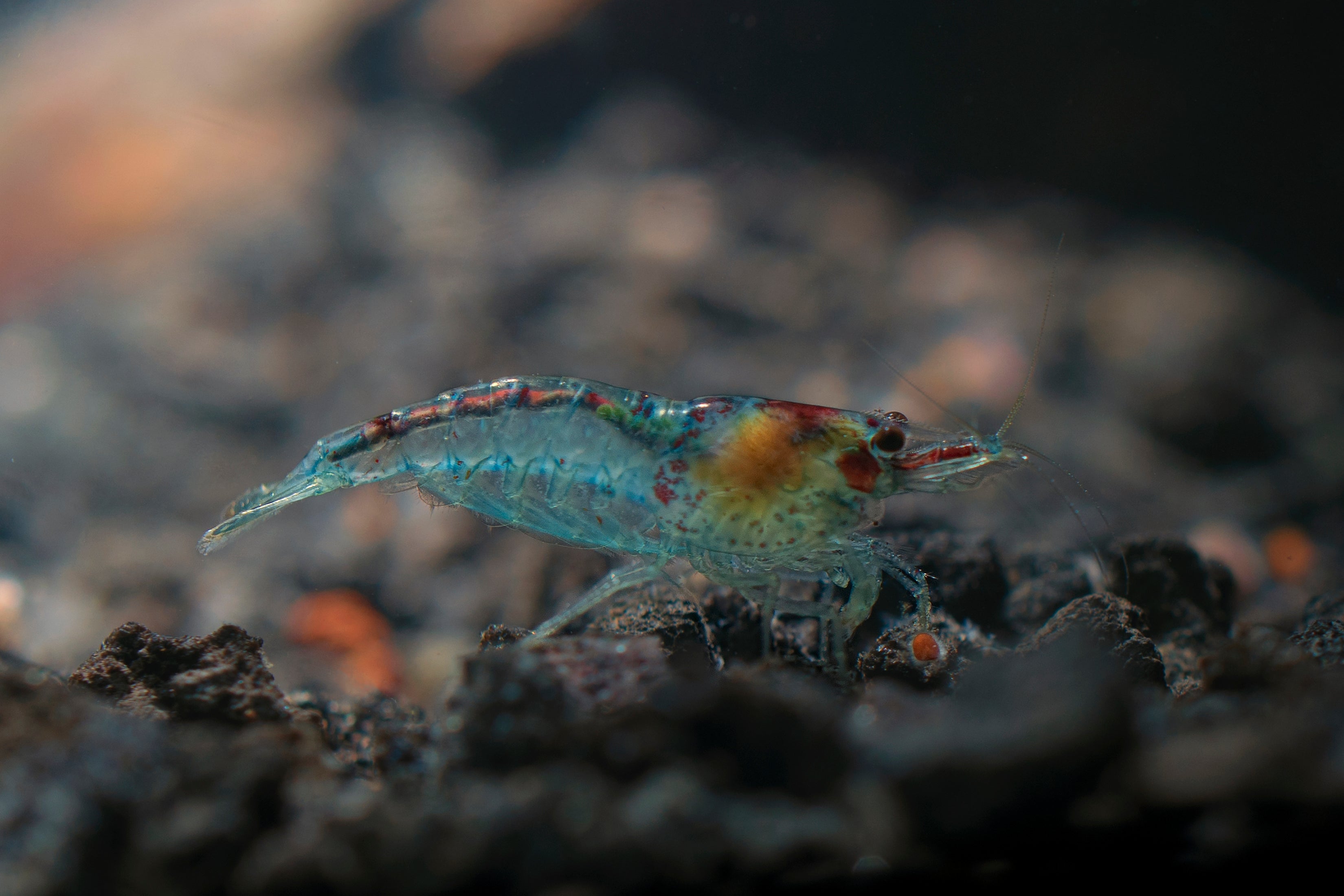 100 Blue Jelly Garnelen - Neocaridina davidi