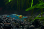 Blue Jelly Garnele - Neocaridina davidi