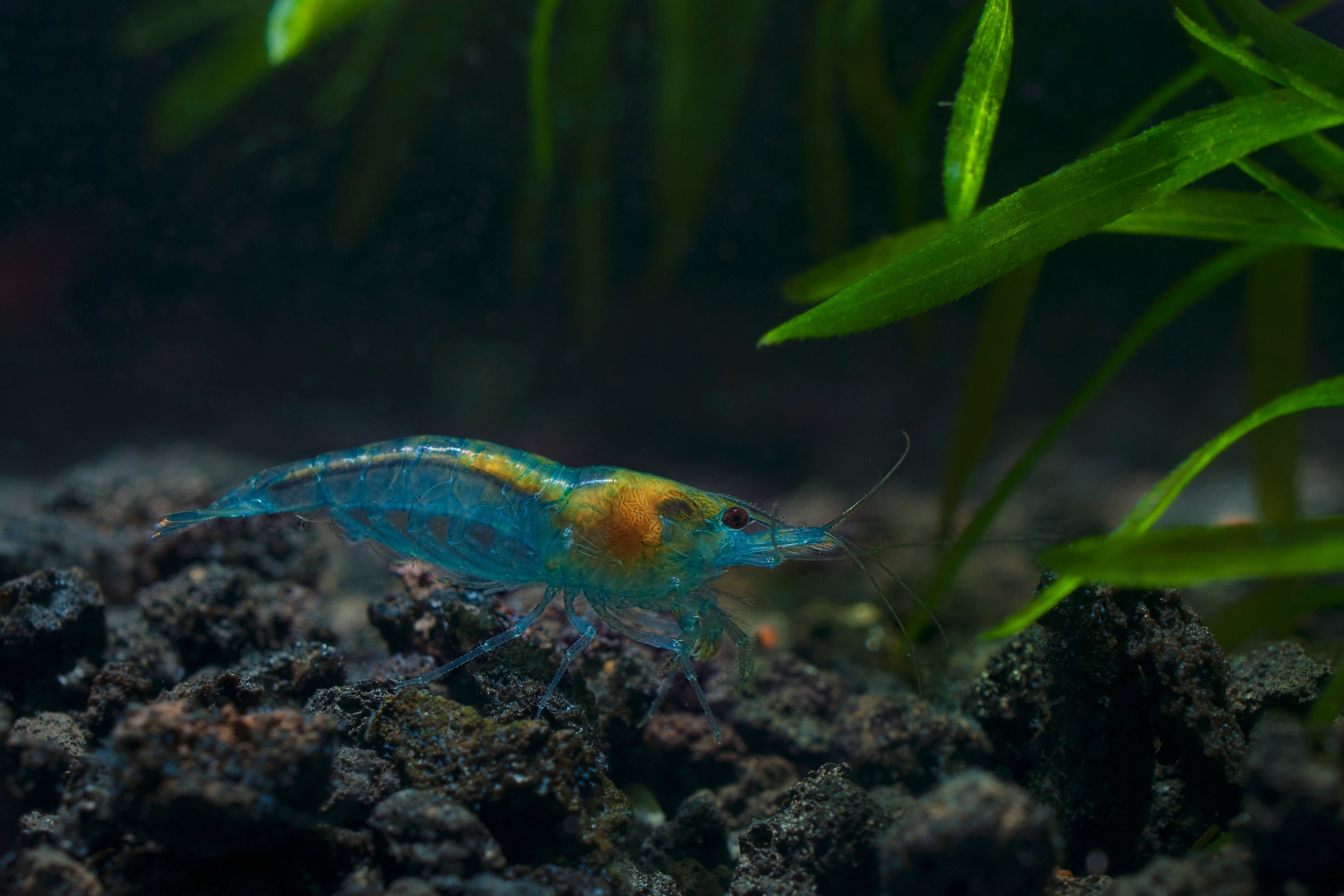 Blue Jelly Garnele - Neocaridina davidi