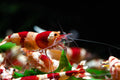 Red Bee Garnele - Caridina logemanni  Red Bee