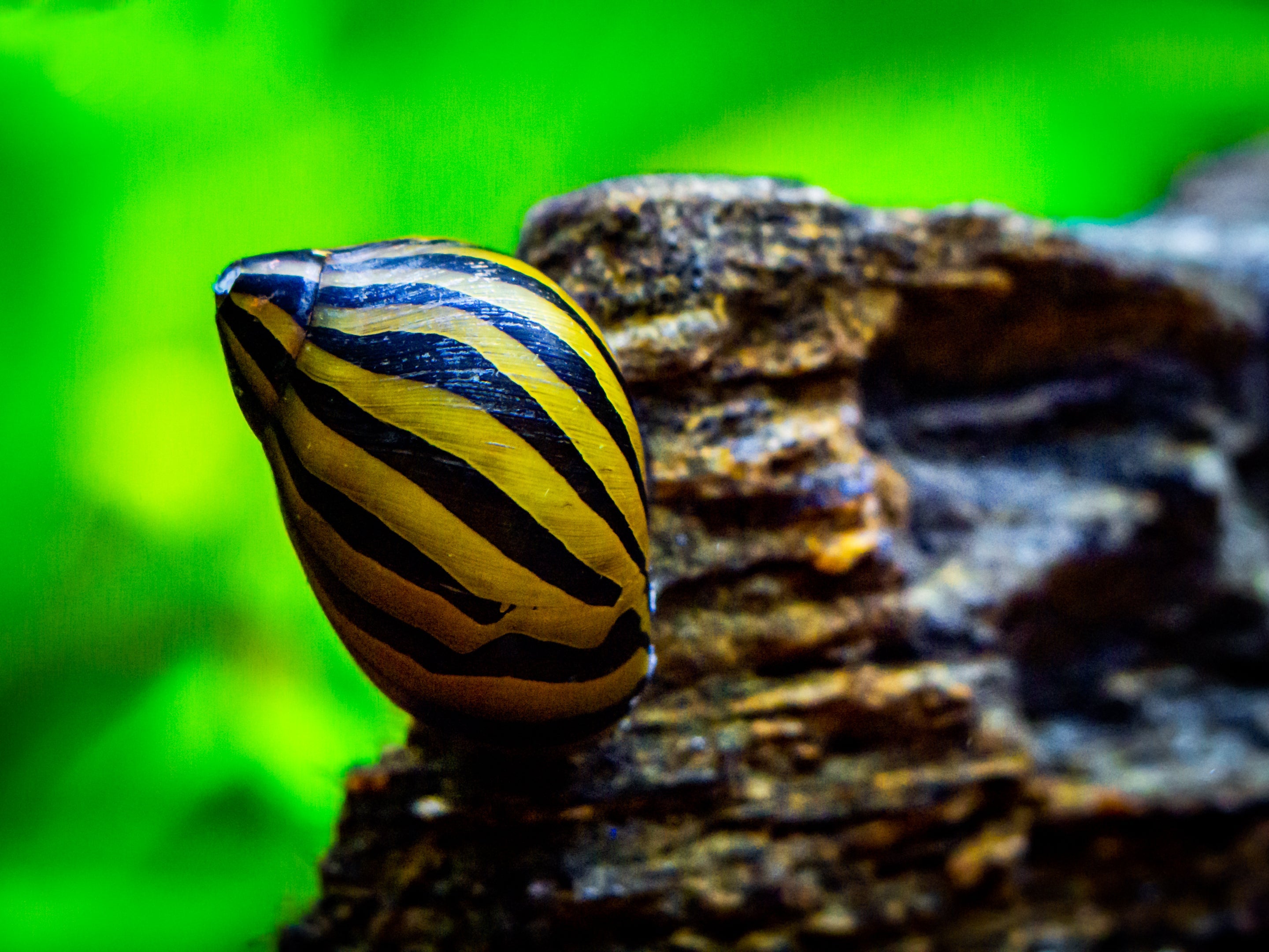 Zebra Rennschnecke – Neritina sp. – Algenfresser für Süßwasseraquarien