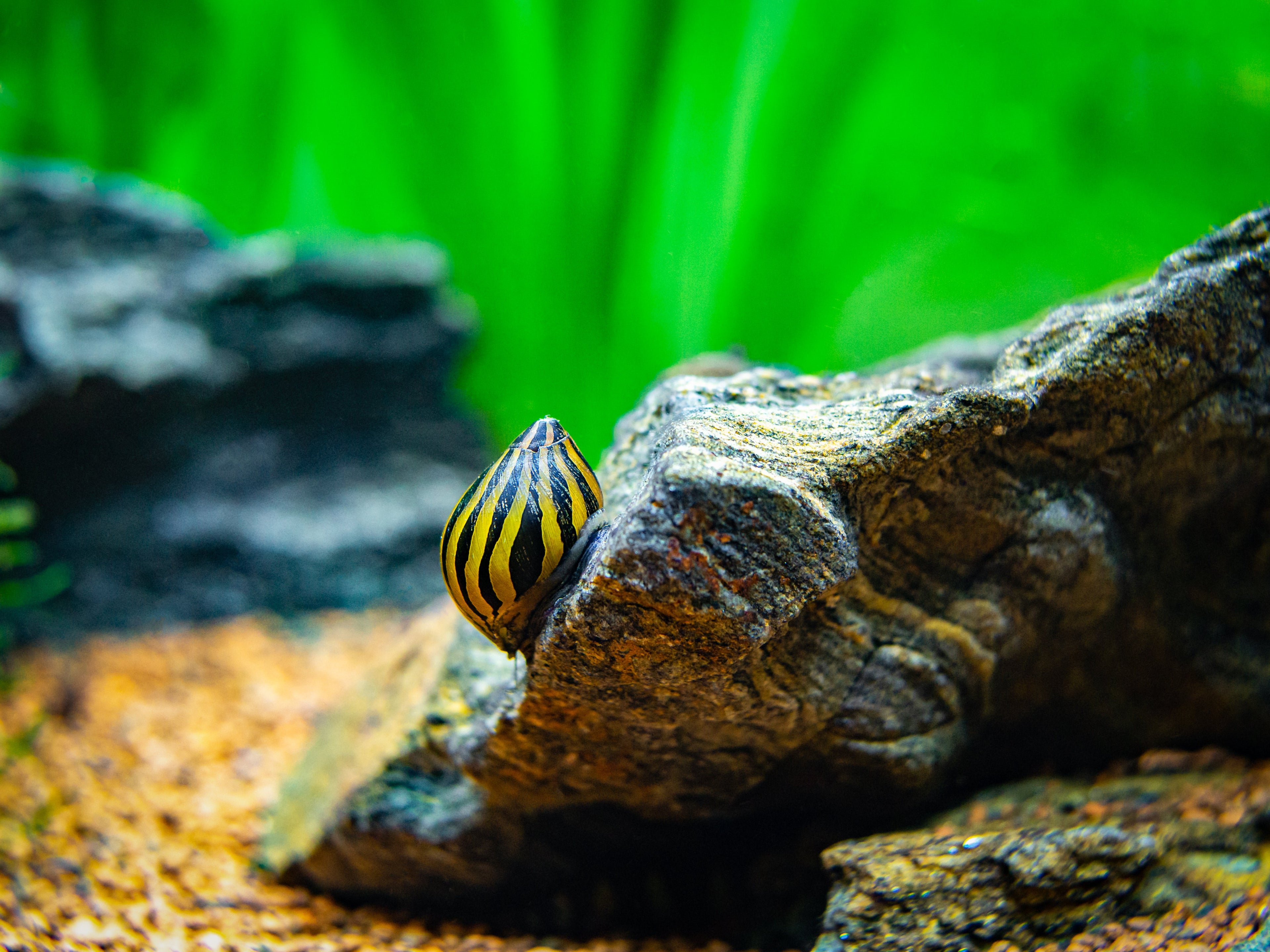 Zebra Rennschnecke – Neritina sp. – Algenfresser für Süßwasseraquarien