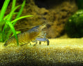 Blaue Monsterfächergarnele - Atya gabonensis