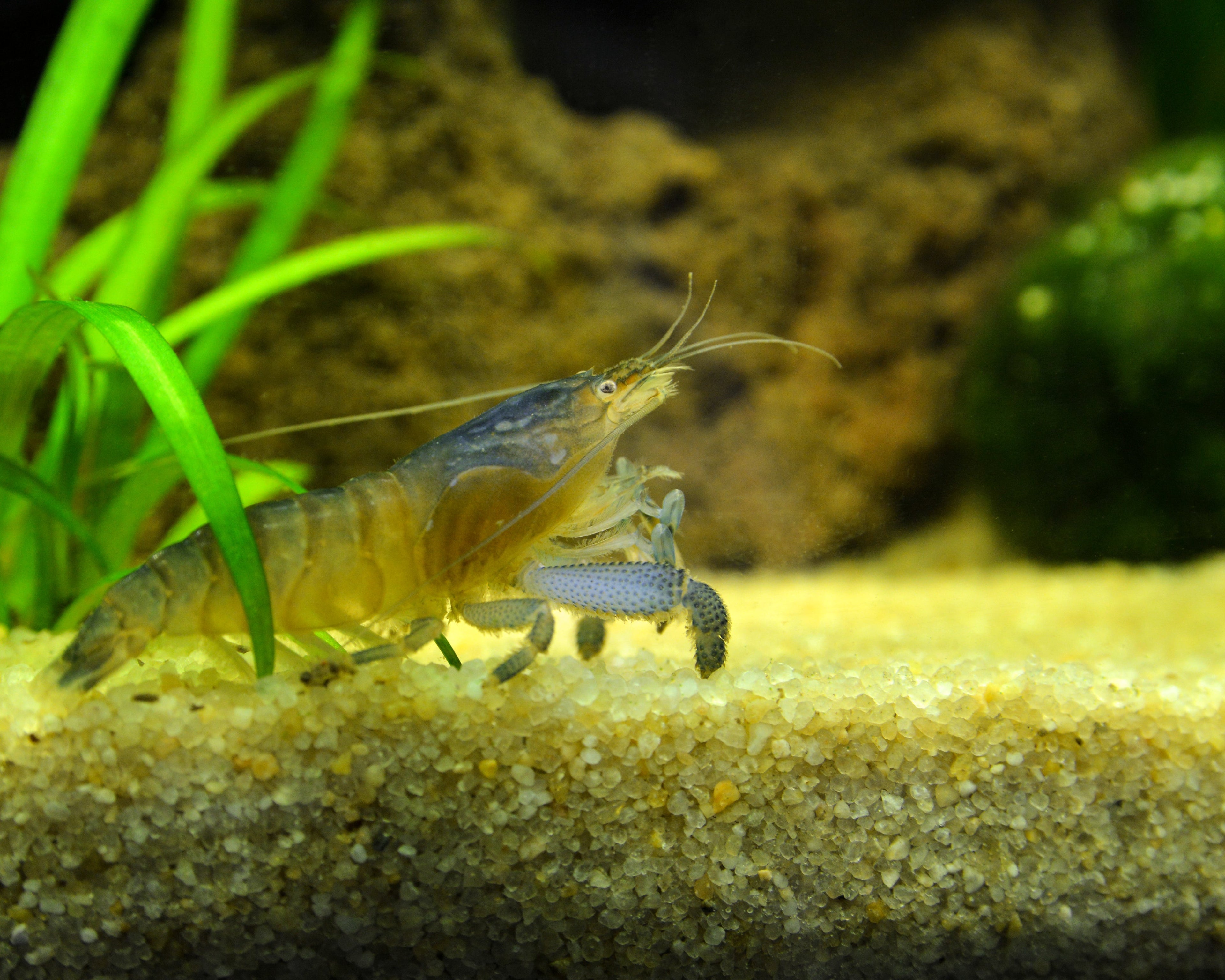Blaue Monsterfächergarnele - Atya gabonensis