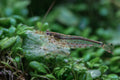 Amanogarnele - Größe "S" - Caridina multidentata
