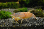 Blaue Monsterfächergarnele - Atya gabonensis