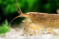 Molukkenfächergarnele – Atyopsis moluccensis | Fächergarnele für strömungsreiche Aquarien