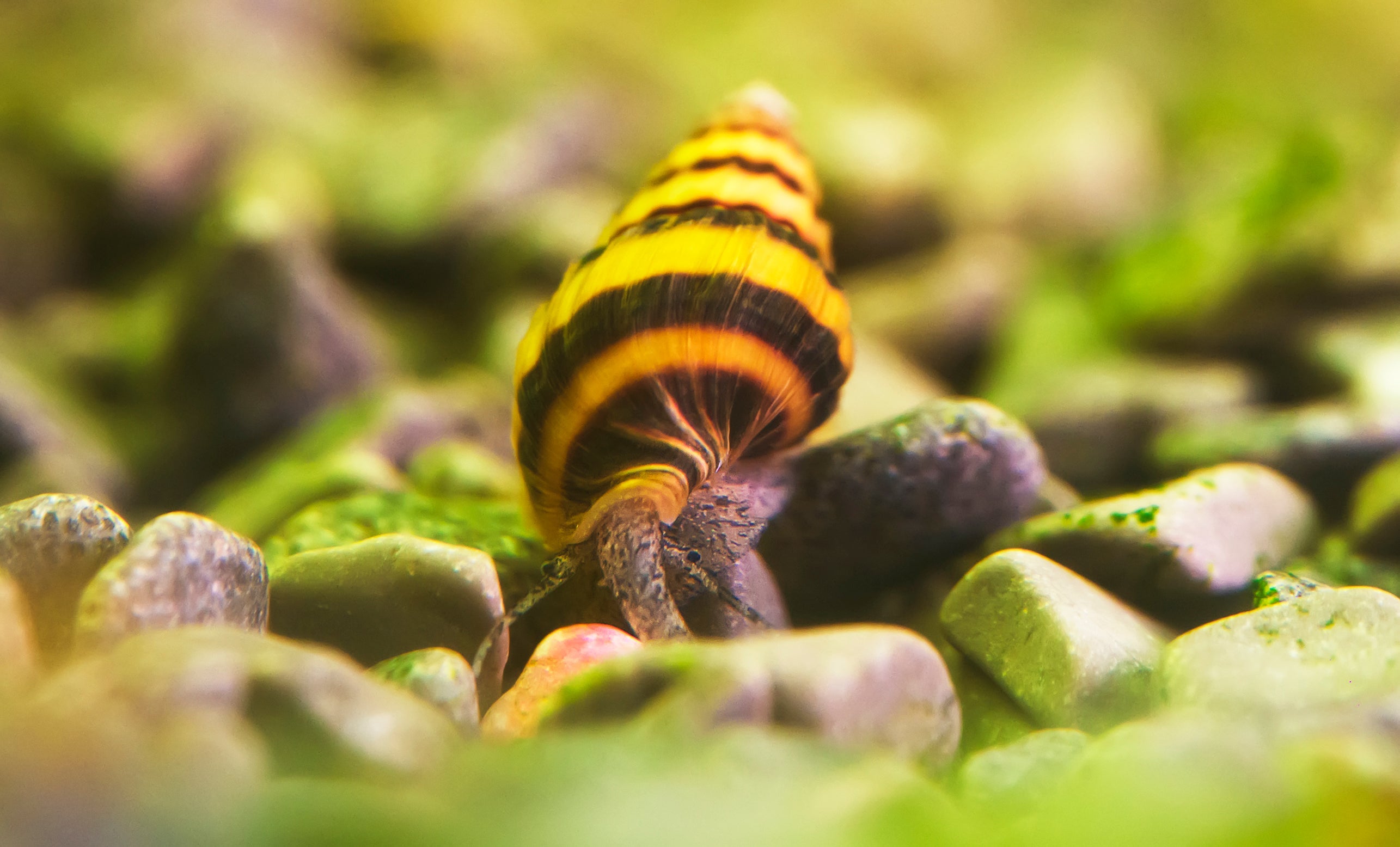 Raubturmdeckelschnecke, Anentome helena