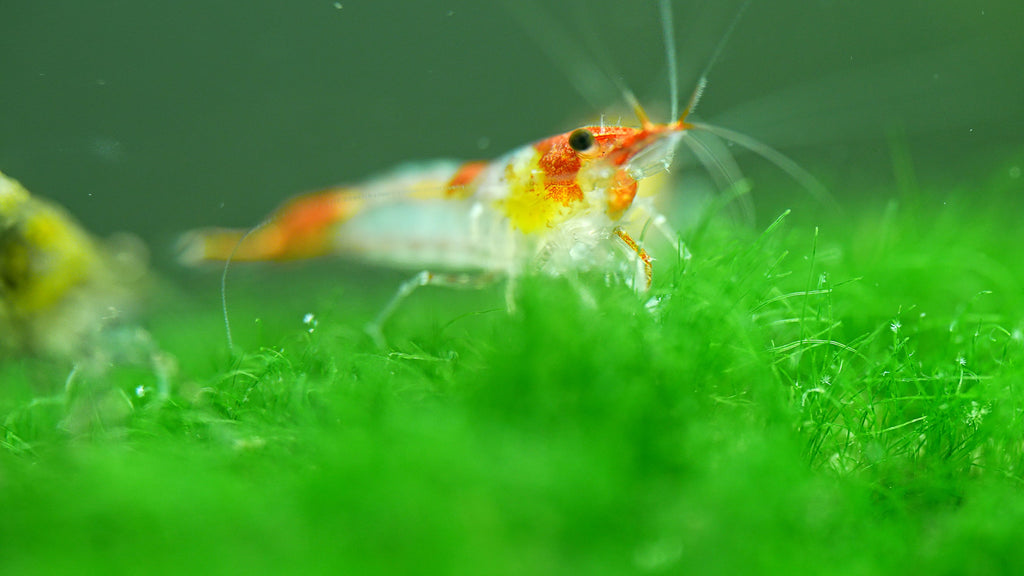 orange Rili Garnele, Neocaridina davidi "orange Rili"