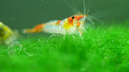 orange Rili Garnele, Neocaridina davidi "orange Rili"