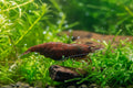 Neocaridina davidi - Zwerggarnele "Chocolate Fire"