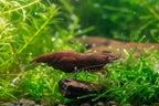 Neocaridina davidi - Zwerggarnele "Chocolate Fire"