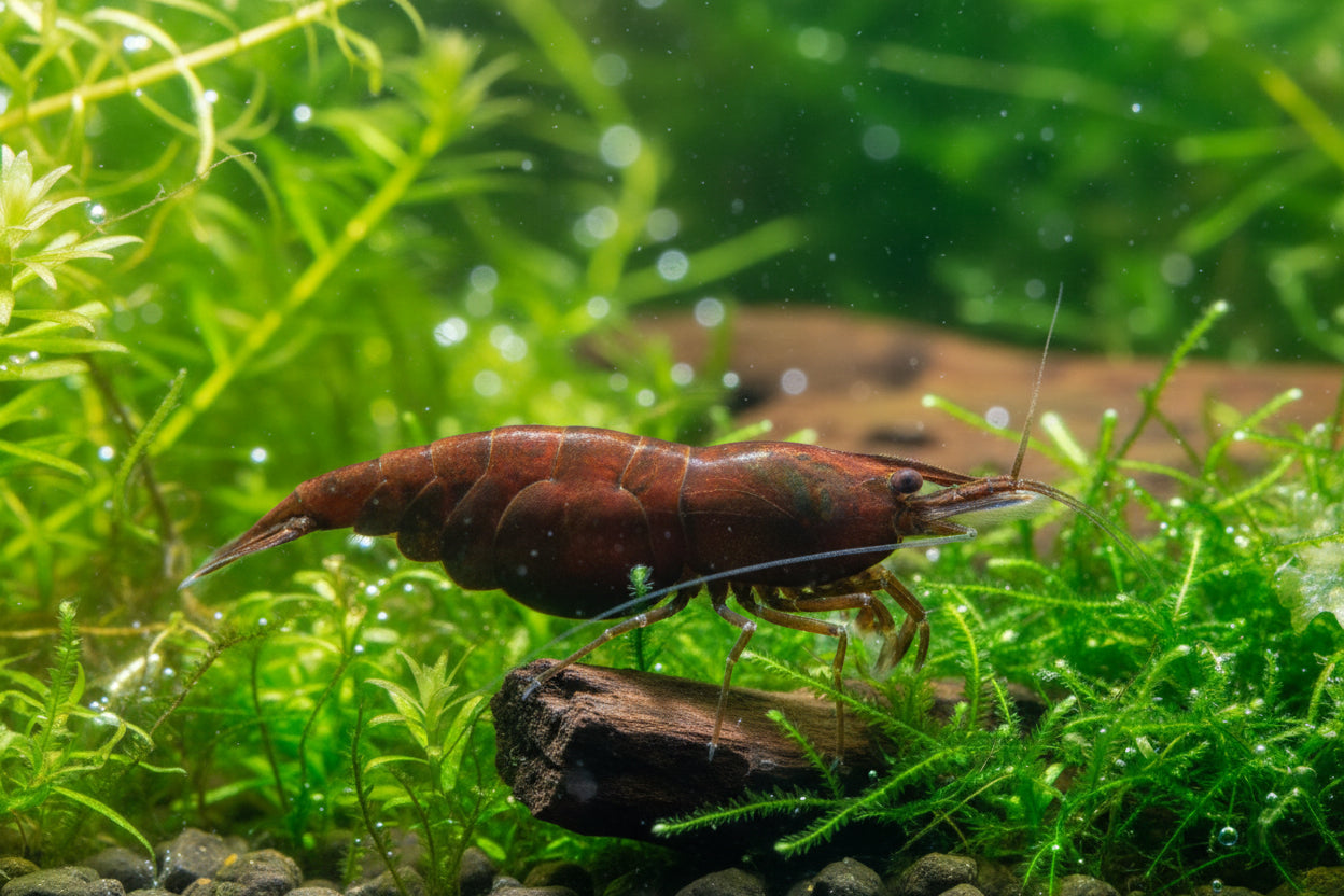 Neocaridina davidi - Zwerggarnele "Chocolate Fire"