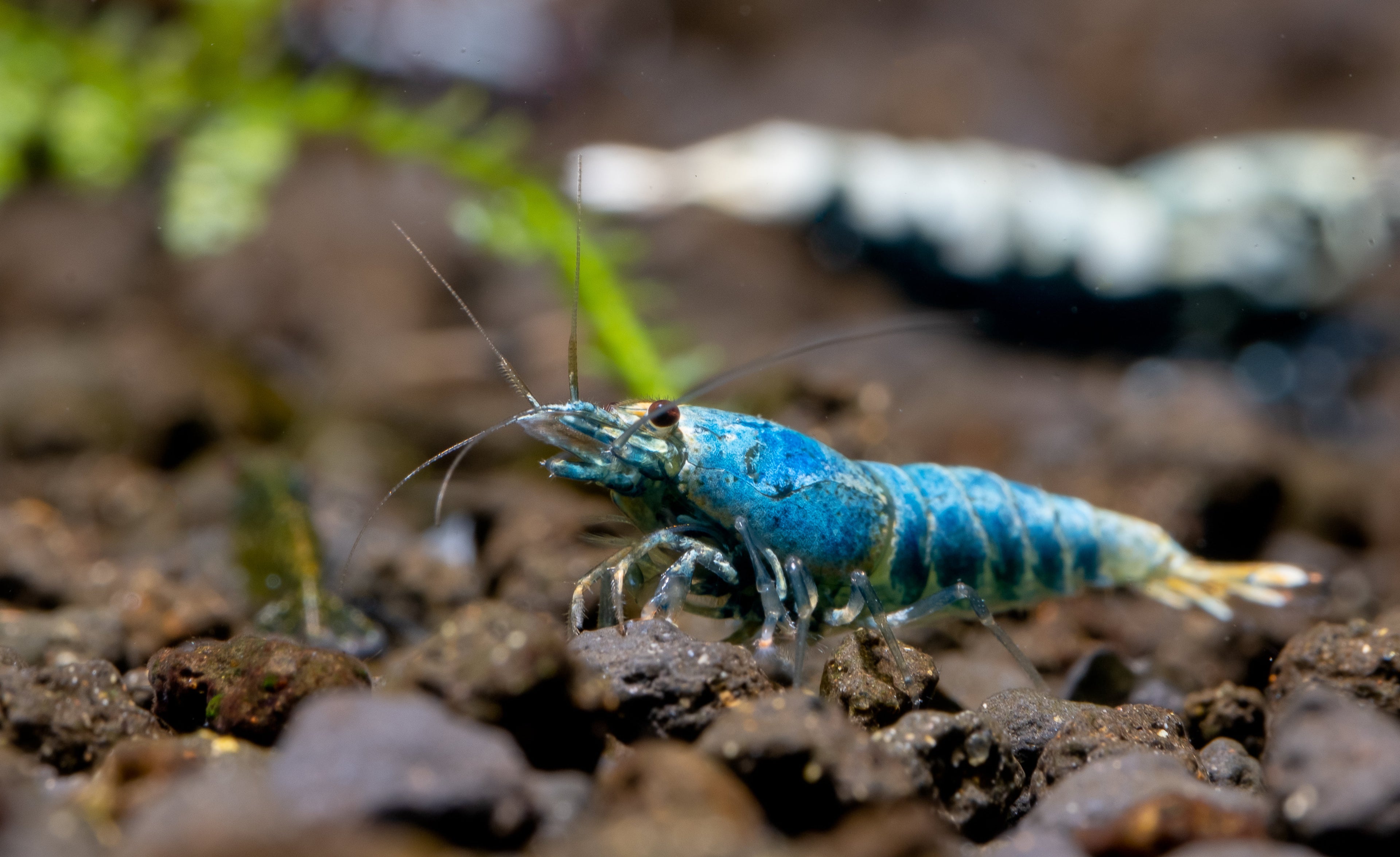 Blue Bolt Garnele - Taiwan Garnele - Shadow Bee - Caridina sp.