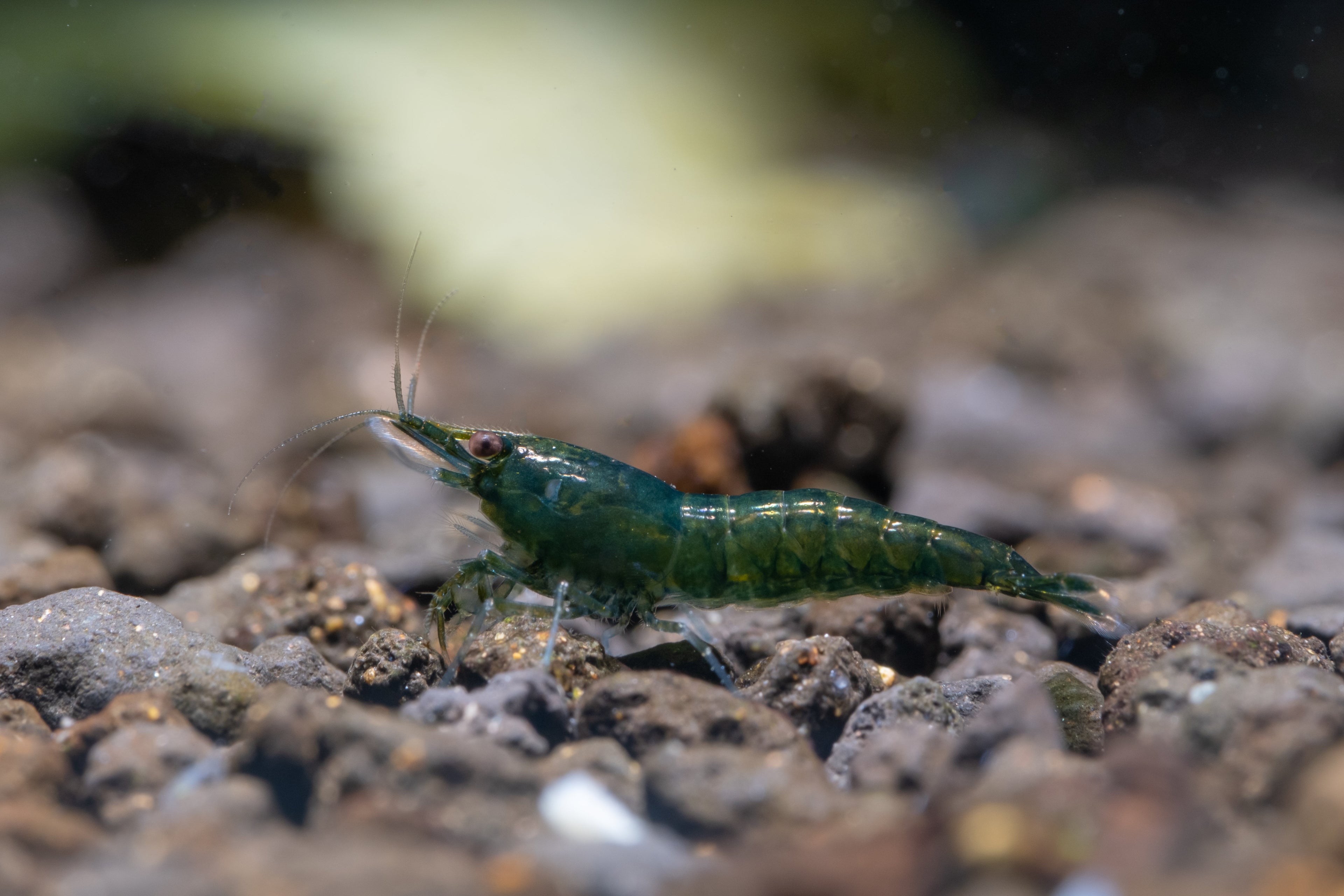 Green Jade Garnele - Neocaridina davidi